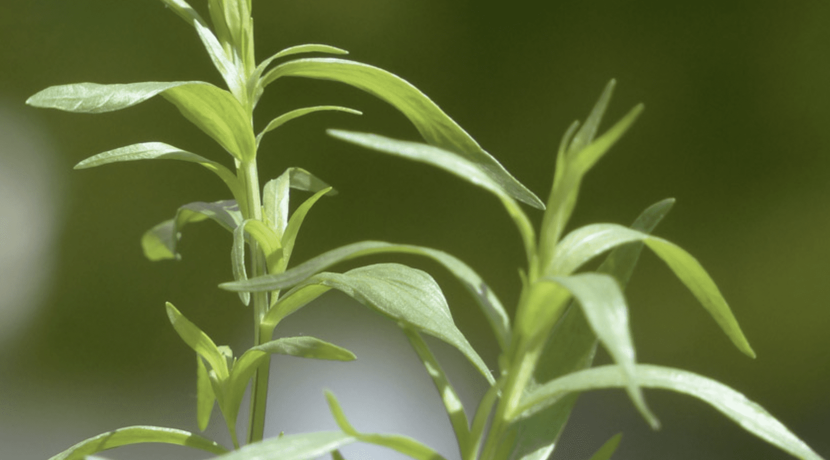 Дачники розповіли, в чому користь естрагону на городі 