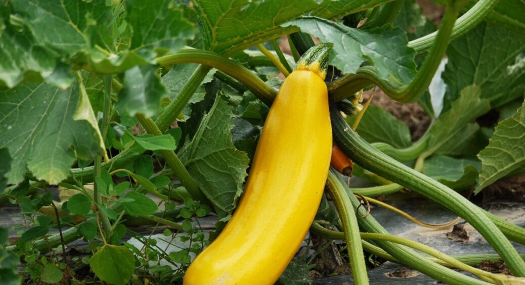Збираю по 3 відра кабачків з куща кожного тижня: всередині не пусті та пружні. Секрет ідеального врожаю 