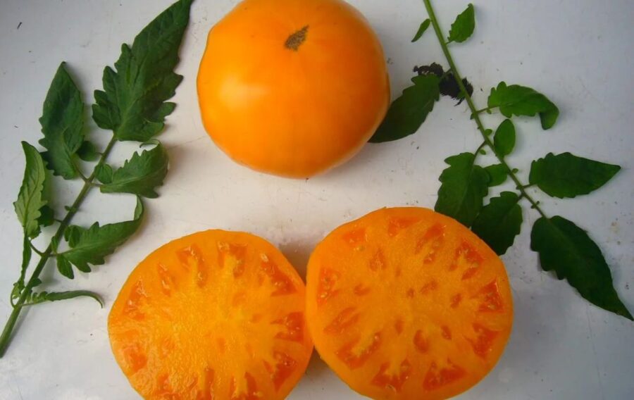 Експерти розповіли, який сорт помідорів найкраще обирати для вирощування на грядці