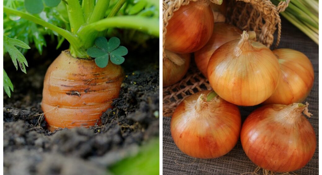 Ідеальна пара: сусід-агроном з 28-річним стажем радить цибулю і моркву саджати поруч одне з одним – ось чому 