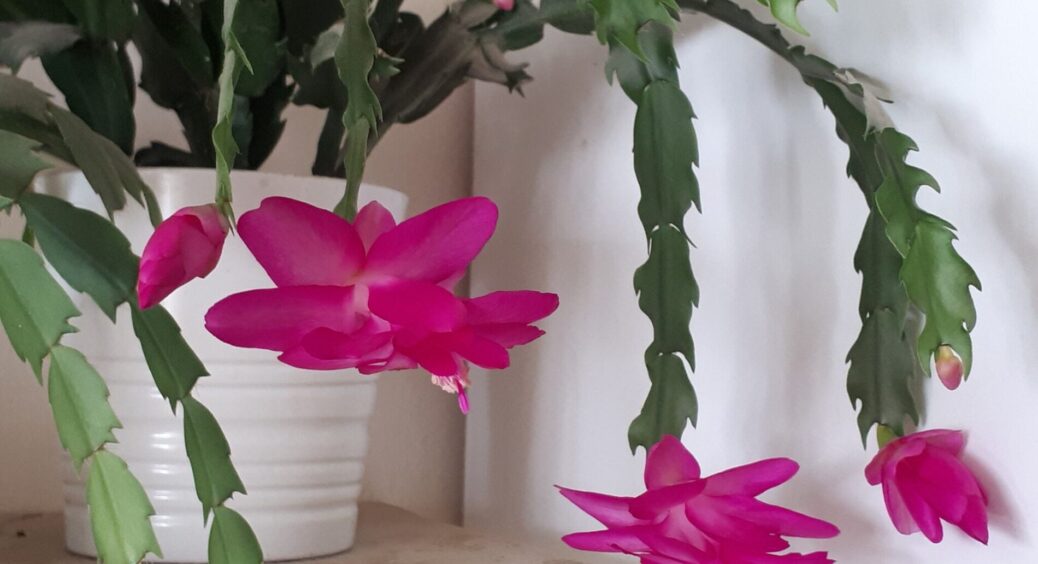 До грудня ще далеко, але декабристом потрібно зайнятися вже у вересні: що зробити, щоб квітка буяла взимку 