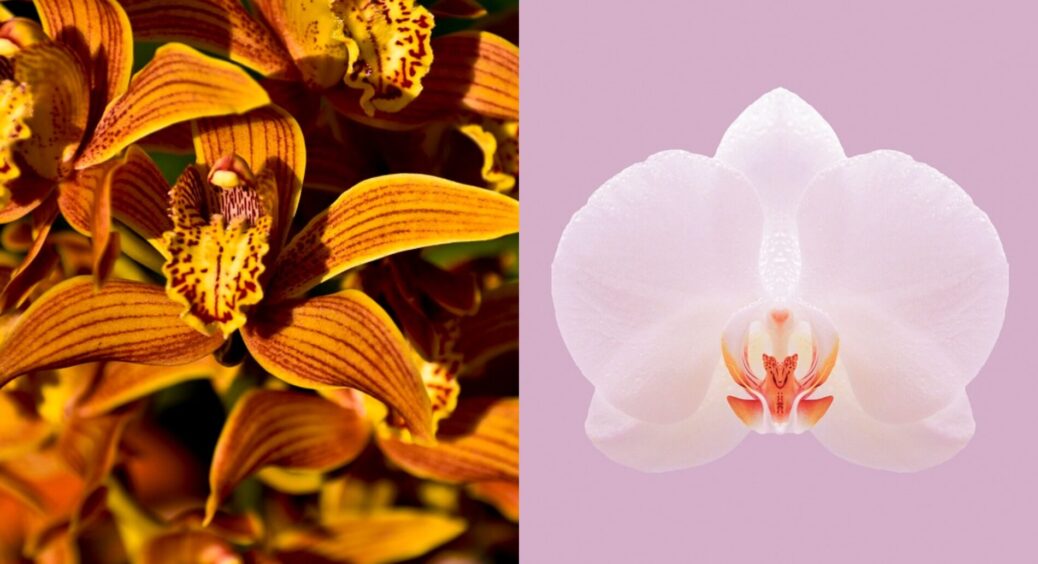 Переставила орхідею з одного вікна на інше – і вона перетворилась на квітучу красуню: секрет на мільйон 