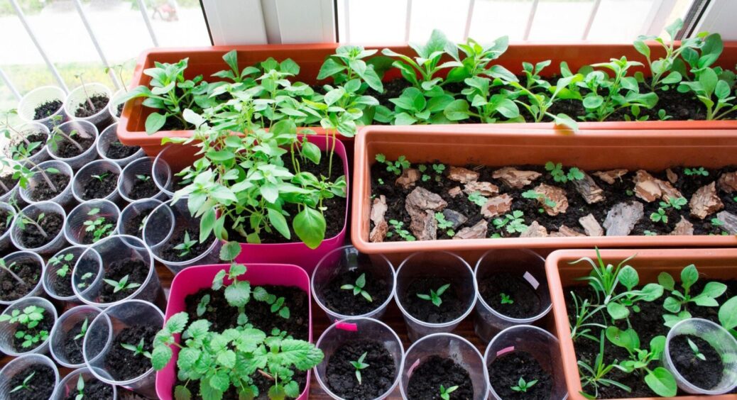 Для “квартирного городу” обираю тільки такий ґрунт: всі думають секрет мого успіху в насінні, насправді – ні 