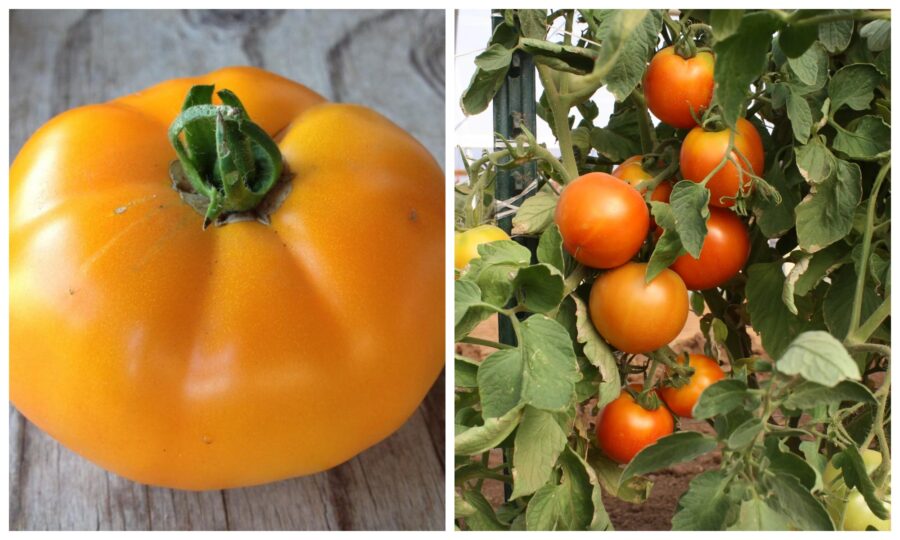 Сорт помідорів, який дає найбільші плоди