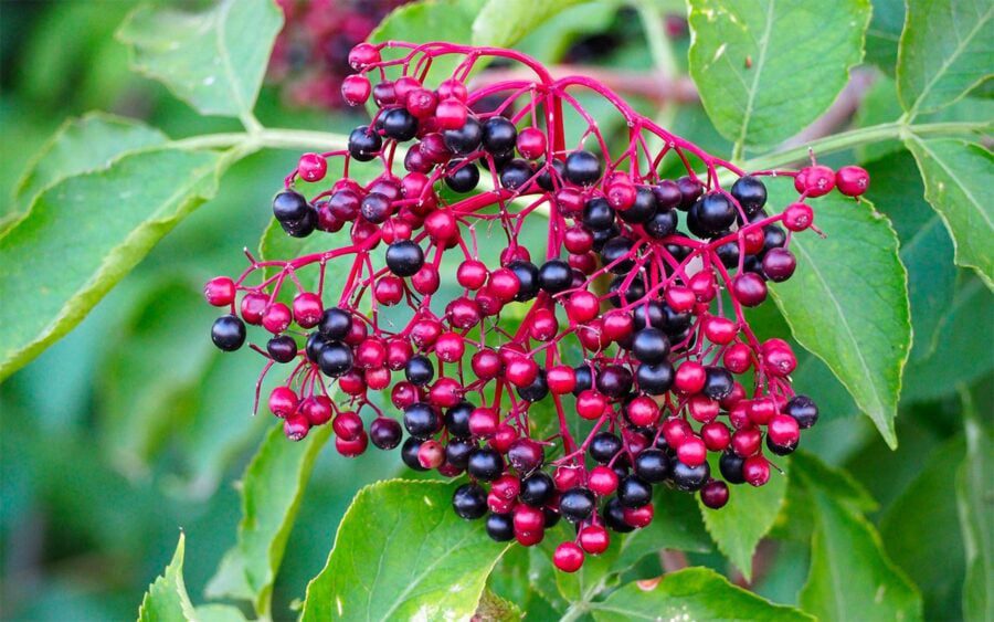 Садівники пояснили, які рослини можуть приваблювати попелицю на город і садову ділянку