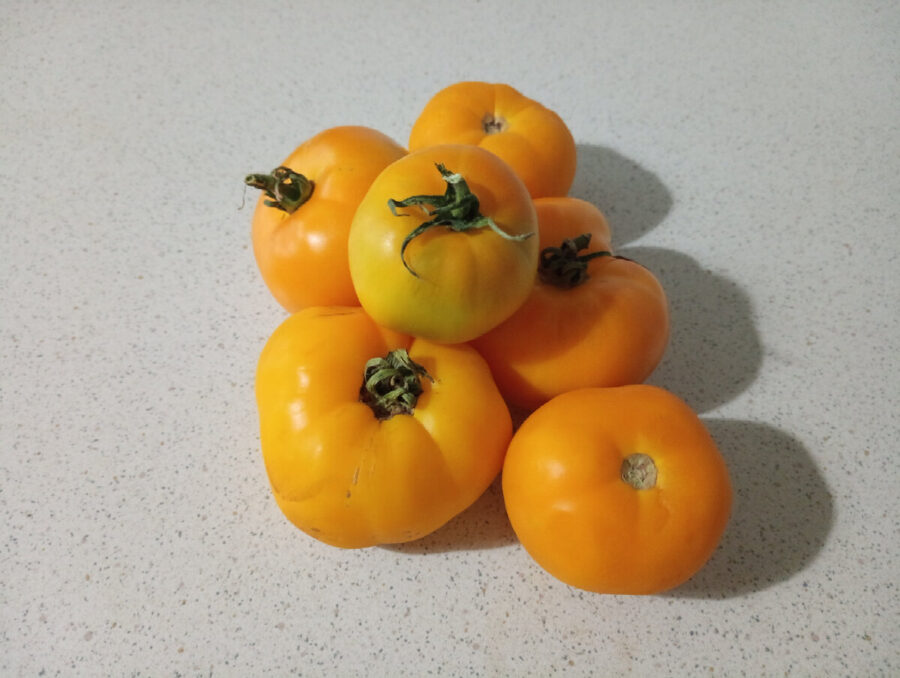 Експерти розповіли, який сорт помідорів найкраще обирати для вирощування на грядці