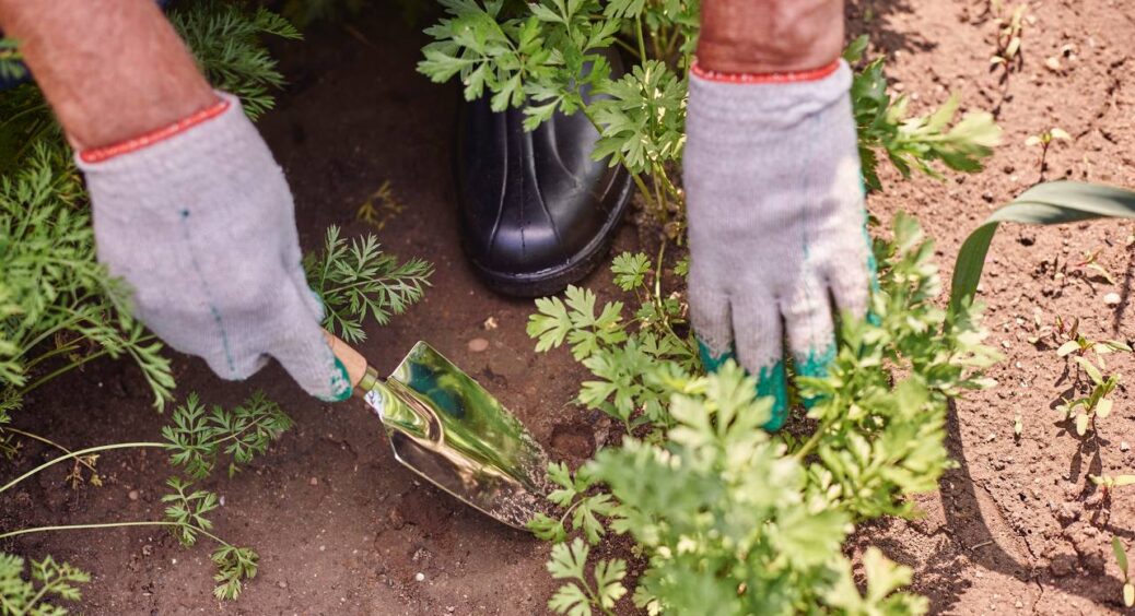 Від бур’янів на дачній ділянці не залишиться сліду: 1 ефективний розчин, яким користуються розумні городники 