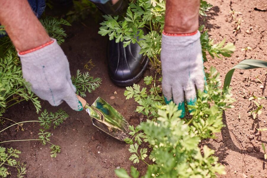 Городники розповіли, як приготувати дієвий розчин від бур'янів на дачній ділянці