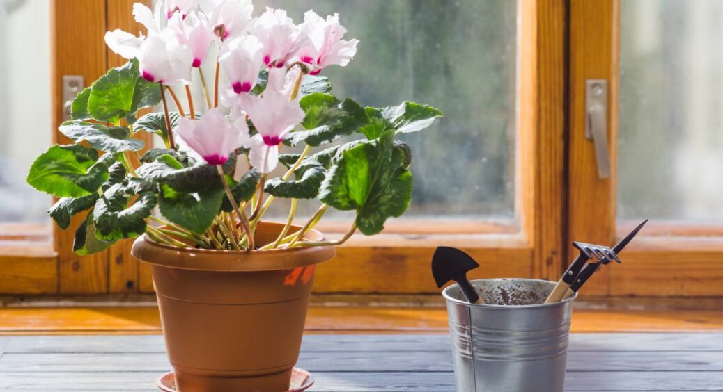 Шкірка цього 1 фрукта здатна перетворити будинок на справжній квітник: такий настій оживить чахлі рослини 