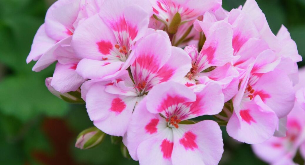 Герань прямо на очах покриється шапкою квітів: 1 хитрість досвідчених квітникарів для пишного цвітіння 