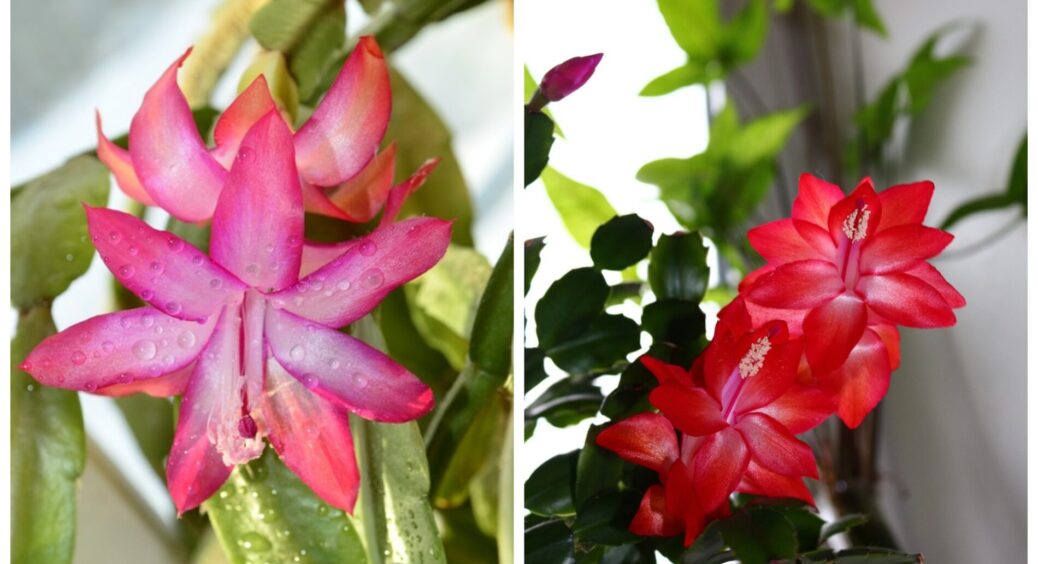 1 столова ложка на 1 літр води – і різдвяник зацвіте, як навіжений: бабця-садівниця розкрила “геніальність”! 