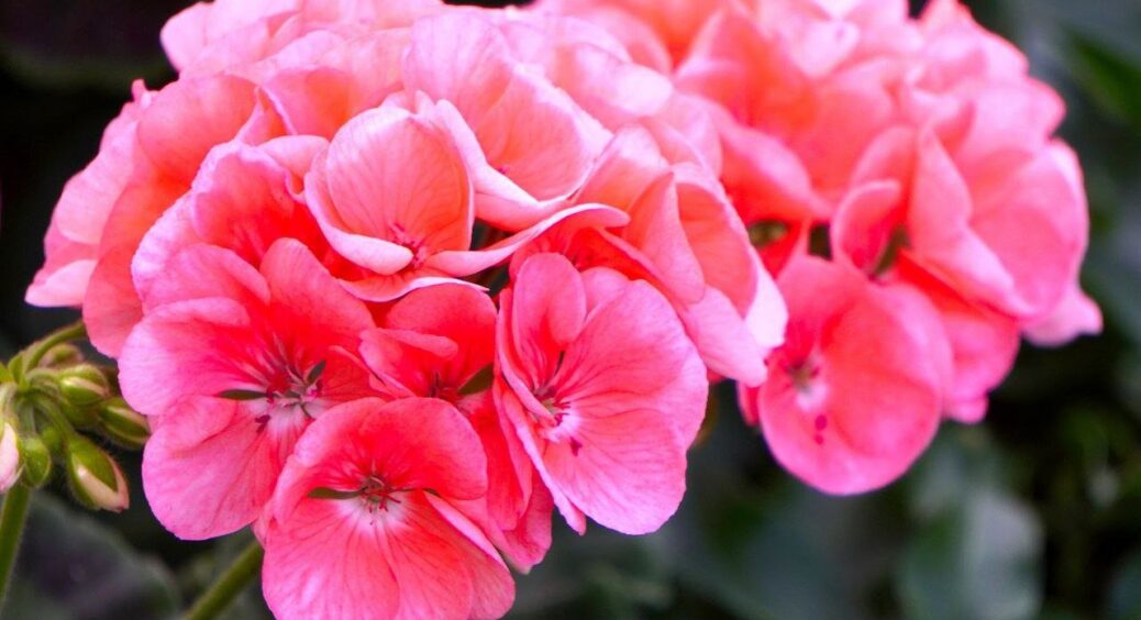 Всього лише 1 ложка на 1 літр – і герань уже не зупинити: вмить покриється пишними шапками на всі 365 днів 