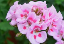 Герань у січні обрізала під корінь – свекруха верещала: “Ти чого?”. А влітку кущ не впізнала, бутонів – море Садівники розповіли, навіщо обрізати герань в січні