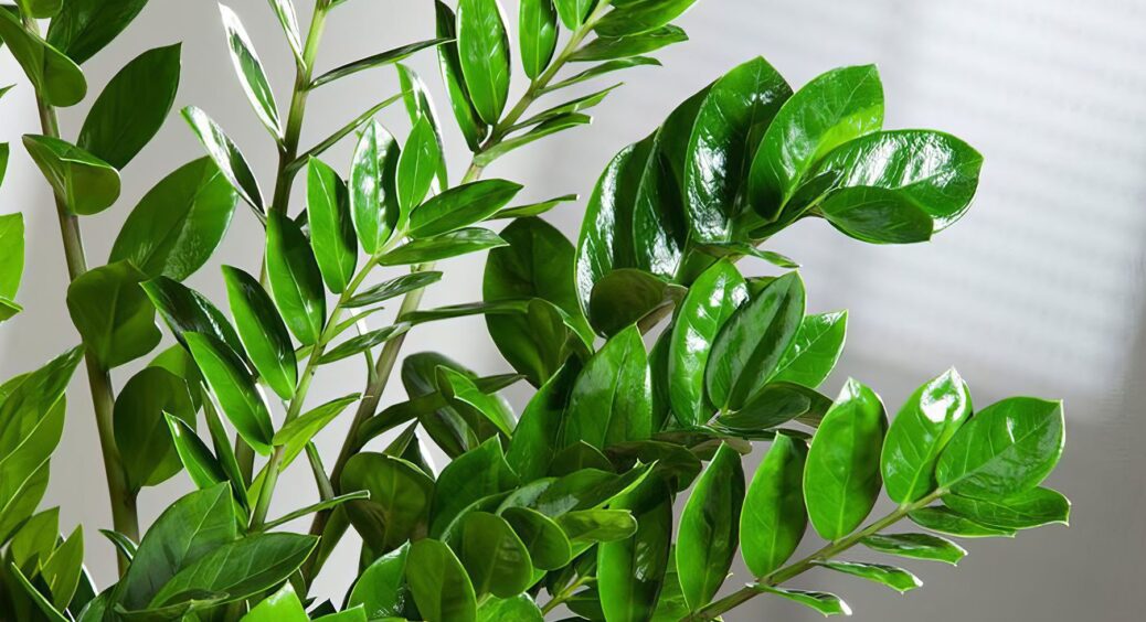 Замість 1000 та 1 добрива – ця підкормка: почала використовувати її, і заміокулькас покрився зеленим листям 