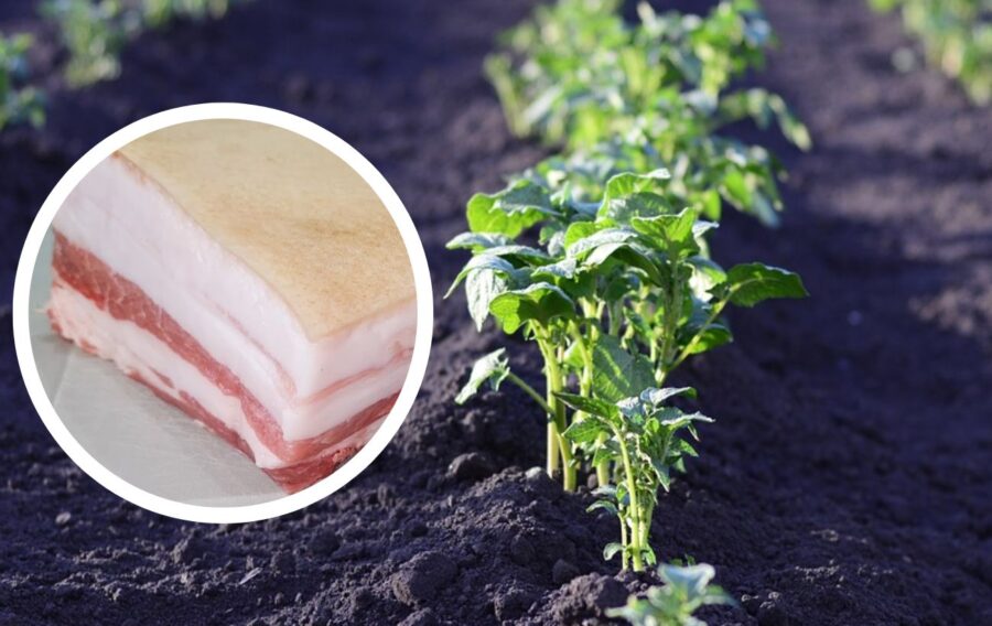 Як сало допоможе підвищити врожайність