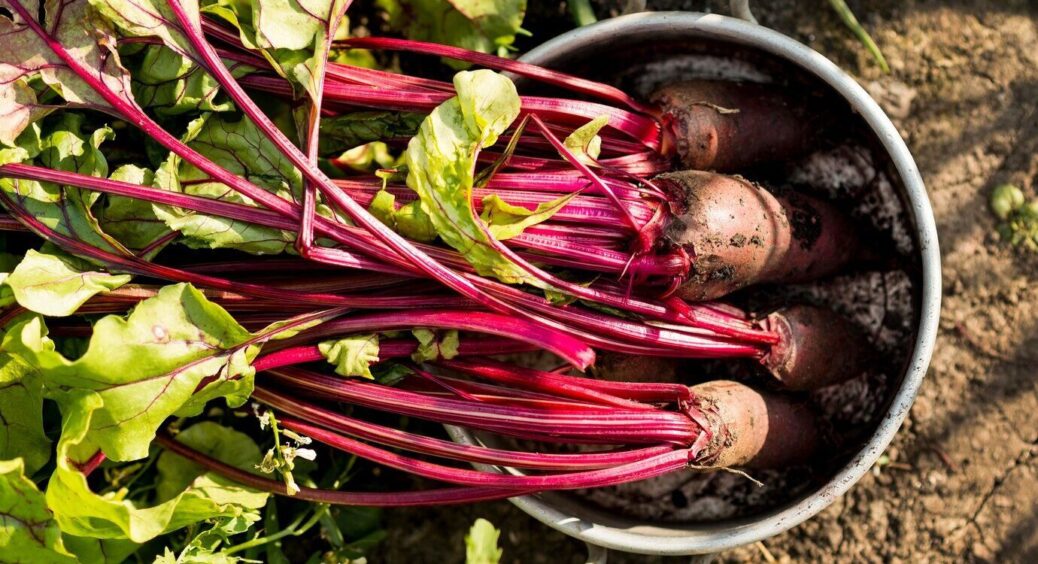 Почула від бабусі дивовижний метод: саджаю буряк за правилом “5 пальців” – і забула по проріджування грядок 