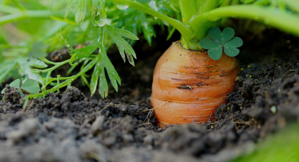 Бабуся нагадала, що саме в травні потрібно посадити ці культури – сусіди збігатимуться дивитися на врожай 