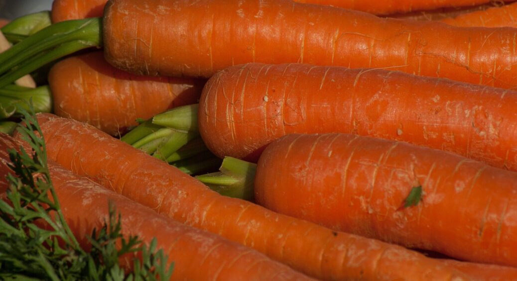“Морква-богатир” – це реальність, а не сон: обрала цей 1 сорт коренеплоду та радію врожаю цілий сезон 