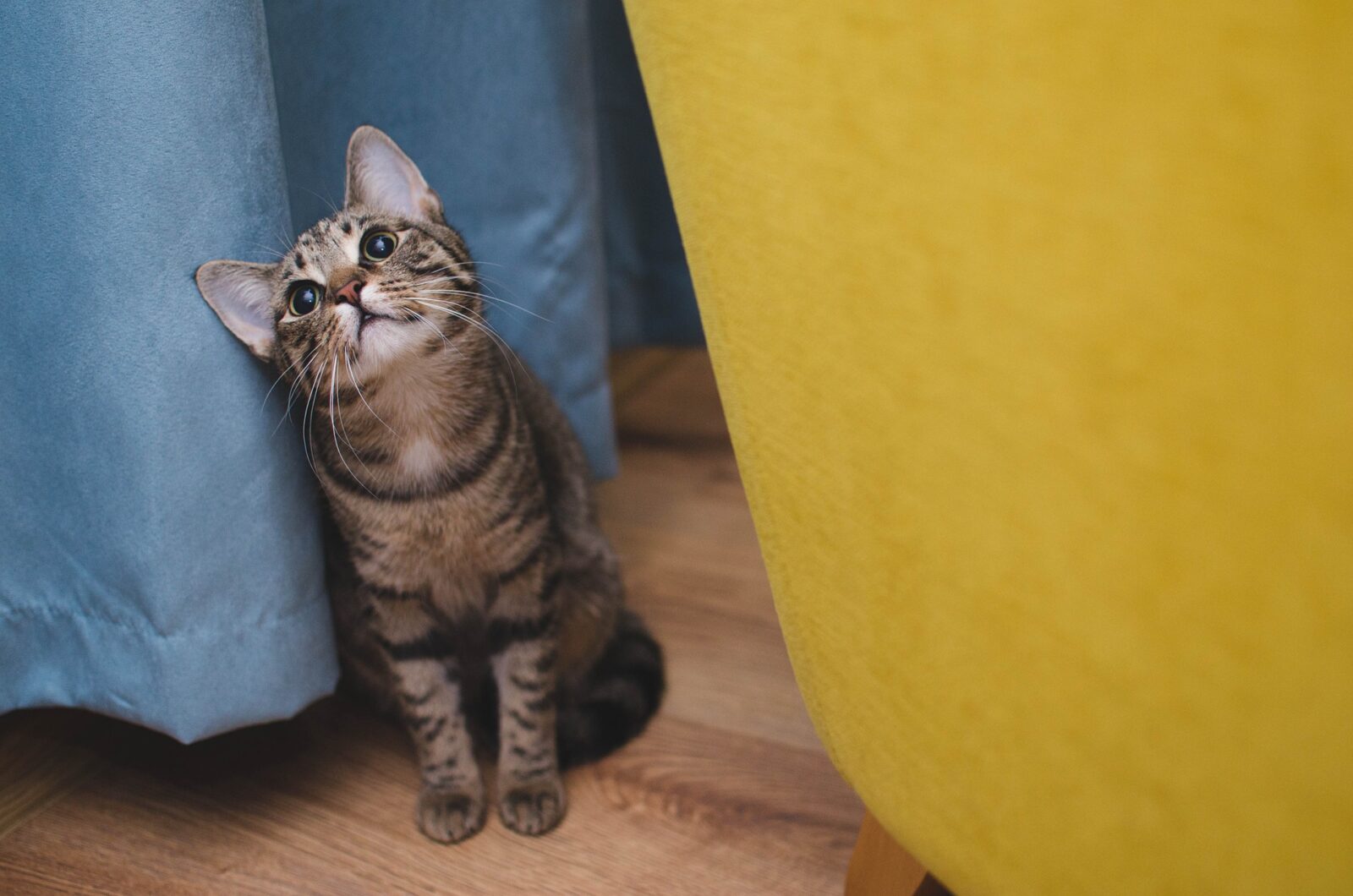 Які породи котів є найгіршими для дому