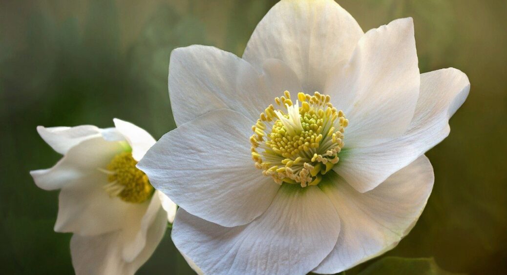 В тому році свекруха посадила мені морозники: я спочатку “плювалась”, а зараз милуюсь – зимова окраса саду 