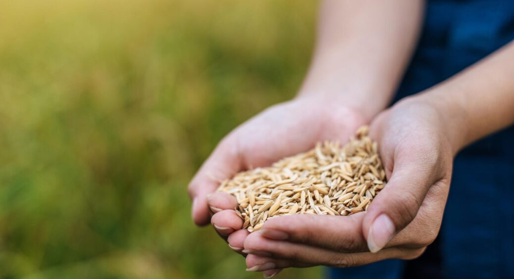 В сільському магазині почула: як зберігати насіння, щоб проросло все, і навіть більше – результат “вау” 