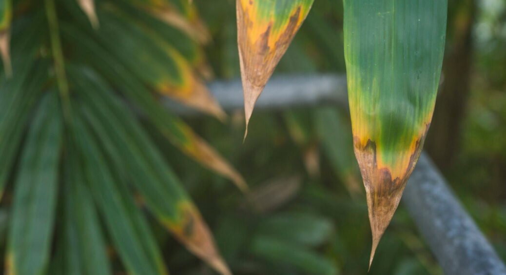 Дістала зі смітника 2 квітки, бо виявляється – зарано викинула: 3 поради для покрученого та сухого листя 