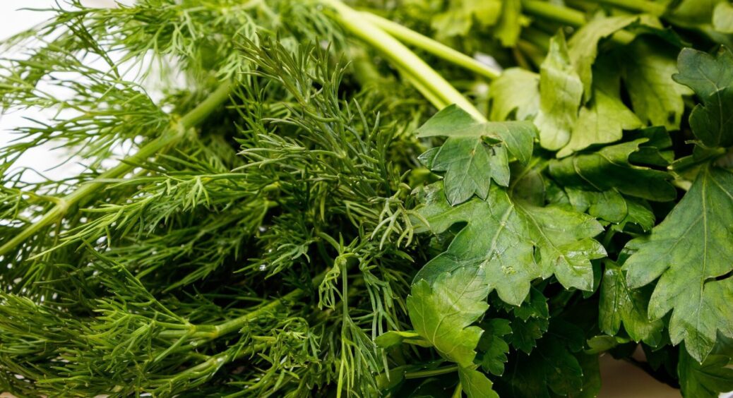 На базарі підслухала розмову продавчинь: ось, як правильно сушити кріп і петрушку – зберігають аромат взимку 