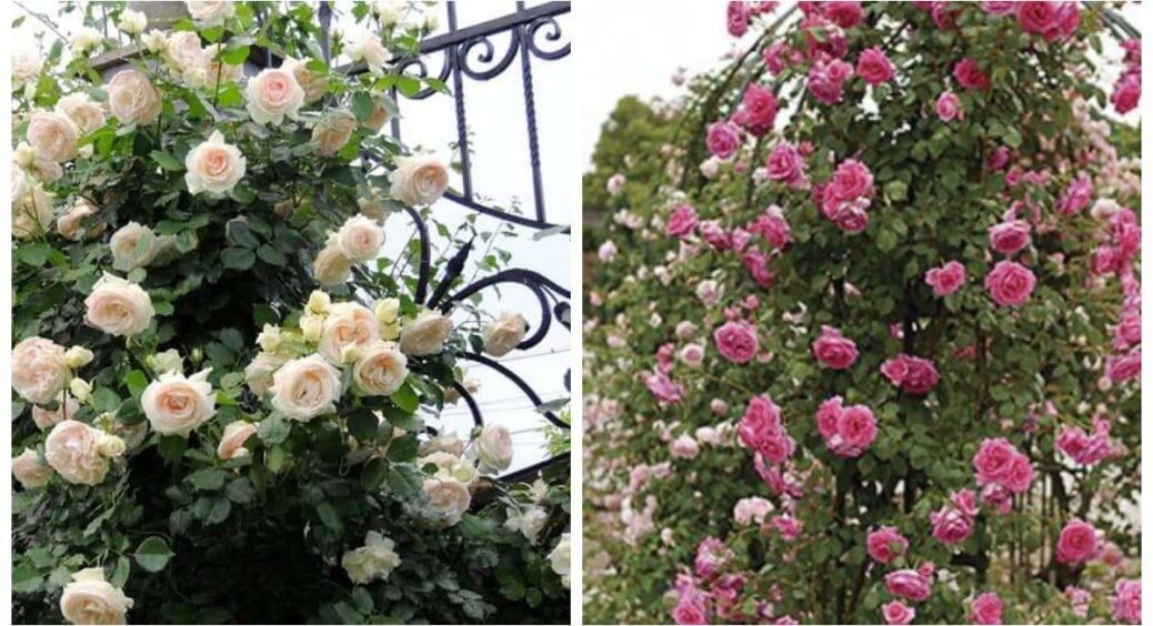 Секрет шикарної плетистої троянди: ніяких добрив – тільки перевірена схема агронома з 1960-х років 