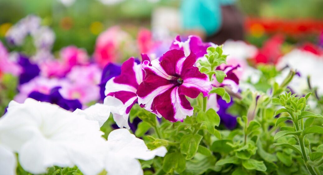 Всі чекають весни, а я сію в сніг та милуюся красою раніше сусідів: найкращі квіти, які можна висівати зимою 