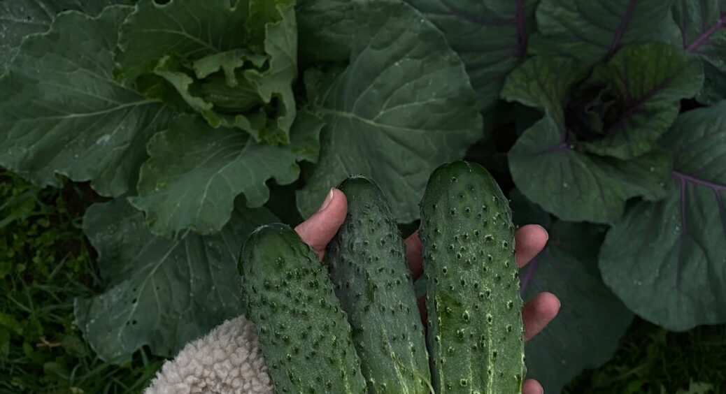 Огірки просто обожнюють цю “їжу”, а я не скуплюсь, бо вони після неї ростуть гірляндами: бюджетне добриво 