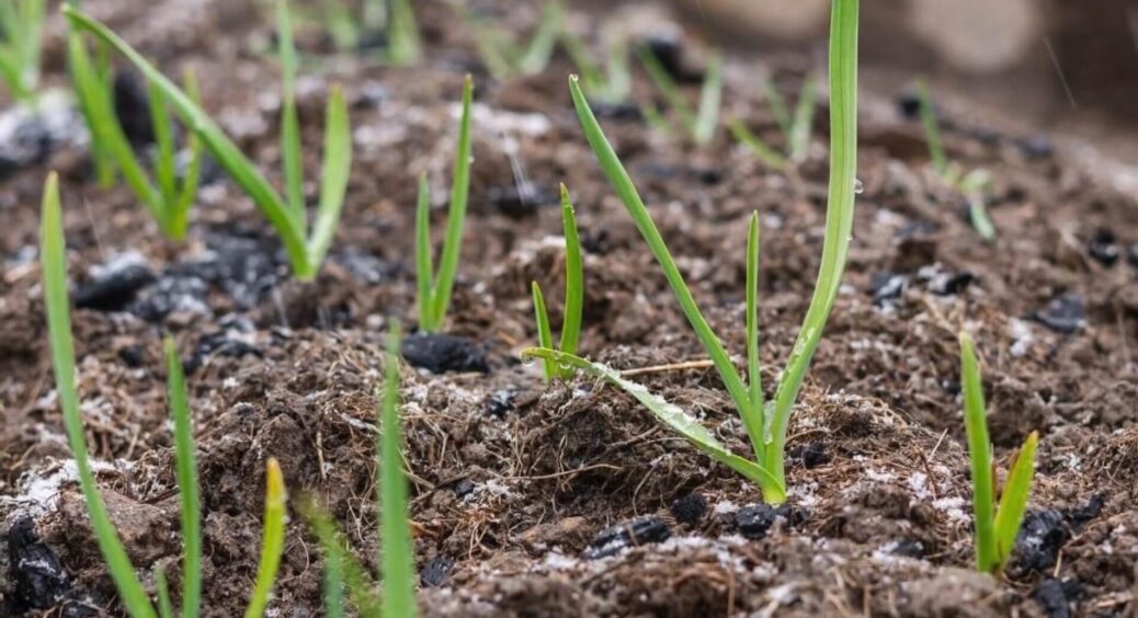 Озиму цибулю і часник всі саджають у жовтні, а я – готуюсь вже у серпні: побачите, врожай 2026 поб’є рекорди 