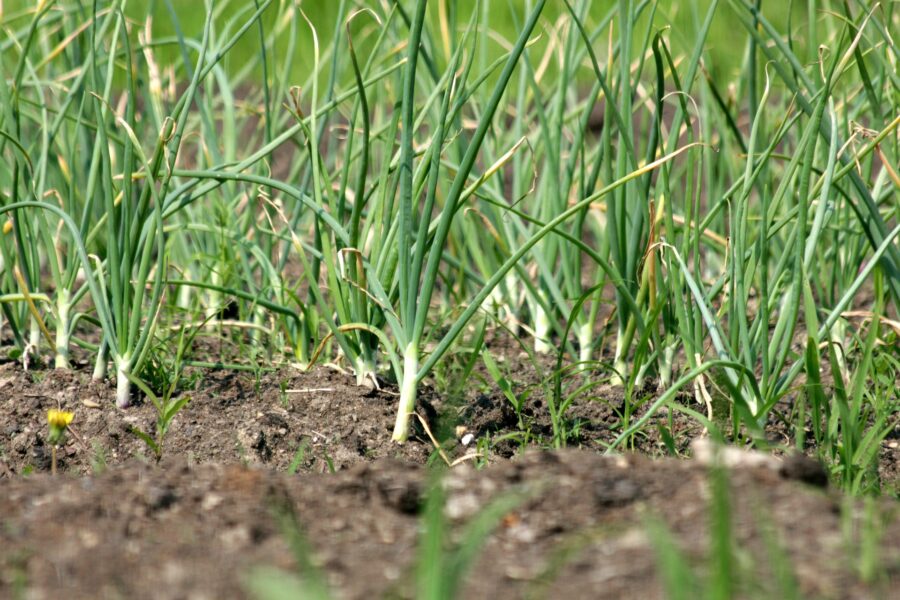 Експерти розповіли, як удобрювати рослини за допомогою лимонної кислоти у відкритому ґрунті