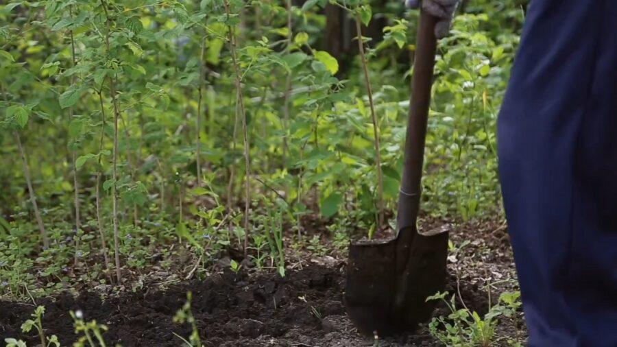 Експерти розповіли, чи потрібно перекопувати грядки восени