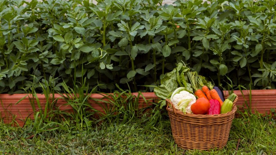 Городники розповіли про ефективне добриво з крупи