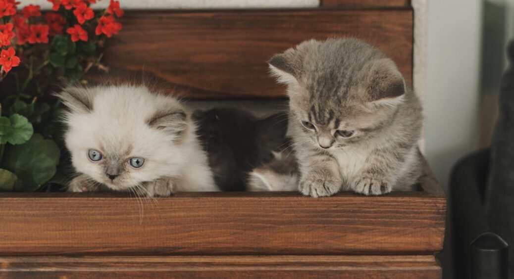 Знайшла вдома ці 2 таблетки й додала у квіти-чахлики: результат приголомшив — бутони поперли пишним цвітом 