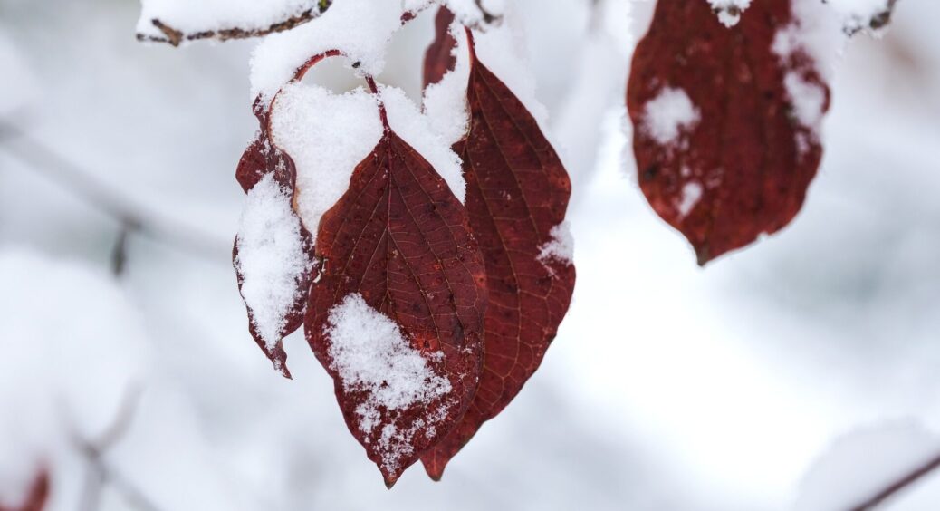 83-річний дідусь розповів, що означає, якщо 5 грудня піде сніг: важлива народна прикмета про врожай на рік 