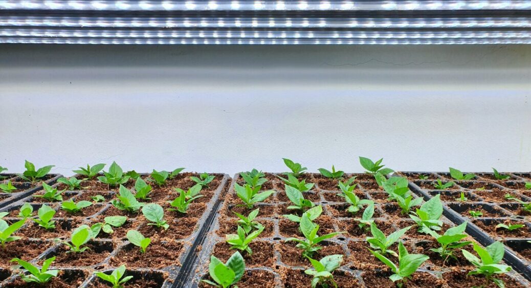 Досвідчена садівниця поділилася золотим секретом: сію ці 5 ягід у грудні і економлю тисячі на саджанцях 