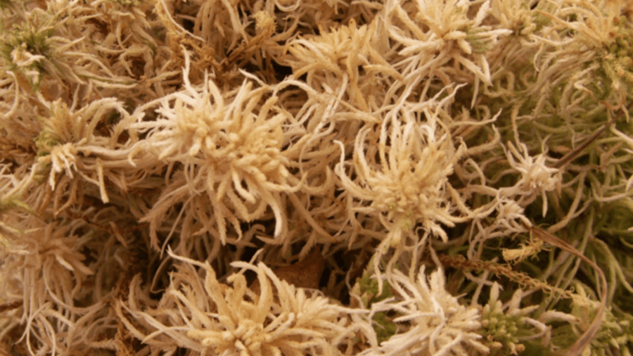 Експерти розповіли про переваги моху сфагнуму для рослин