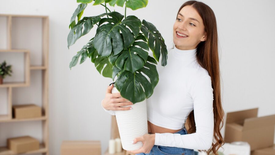 Квітникарі розповіли, як доглядати за монстерою, щоб листя було красивим