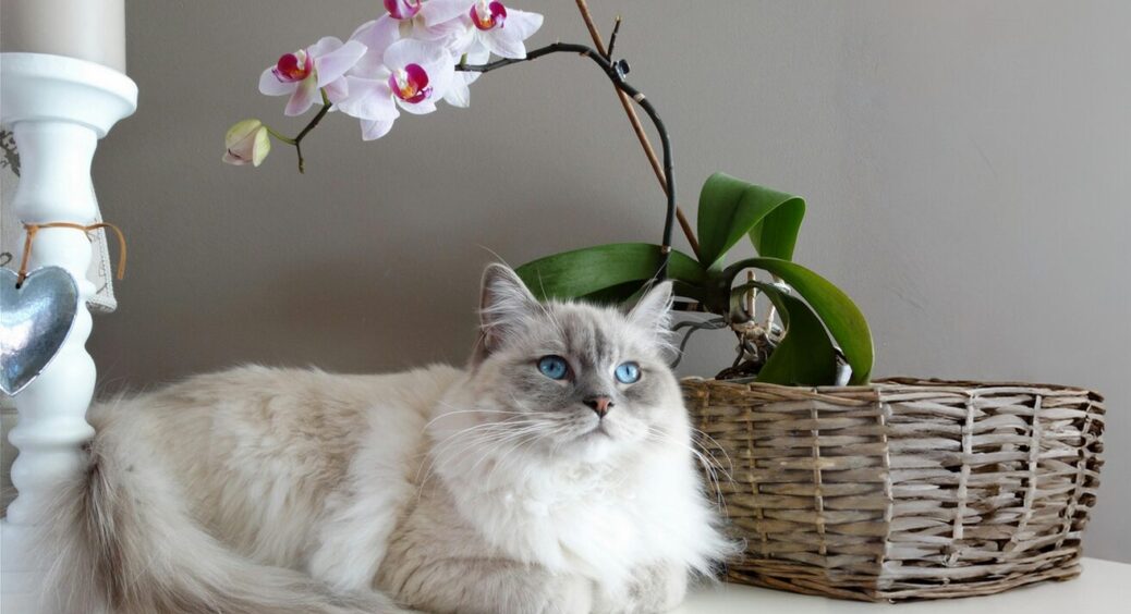 Перевірила цибулевий чай для орхідей. Чи справді він допомагає квітам, які залишилися без листя? Мій відгук 