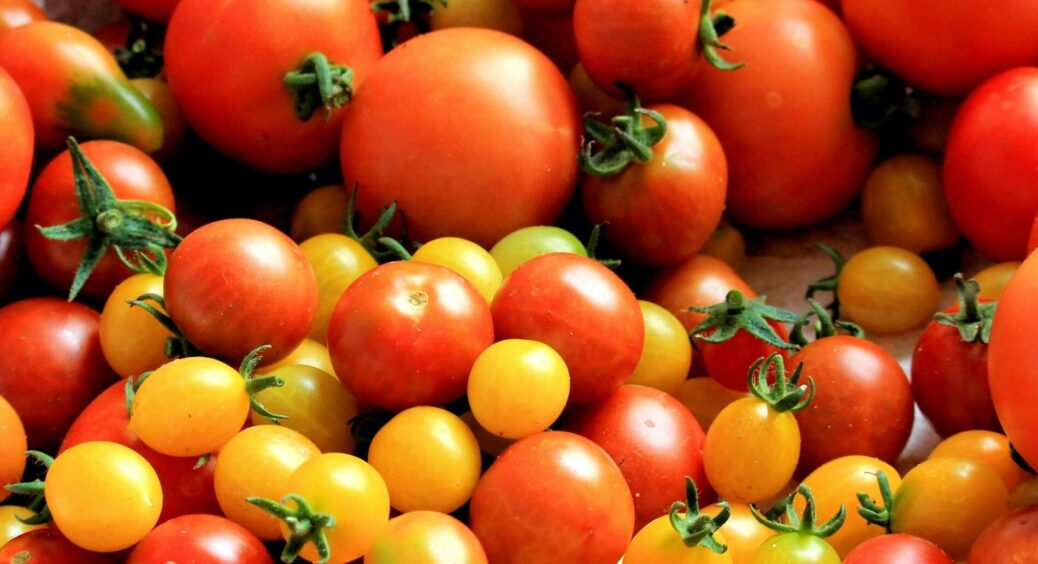 Розсада томатів подякує: не вносьте ці 3 “модні” підкормки – причина витягування, жирування, переростання 