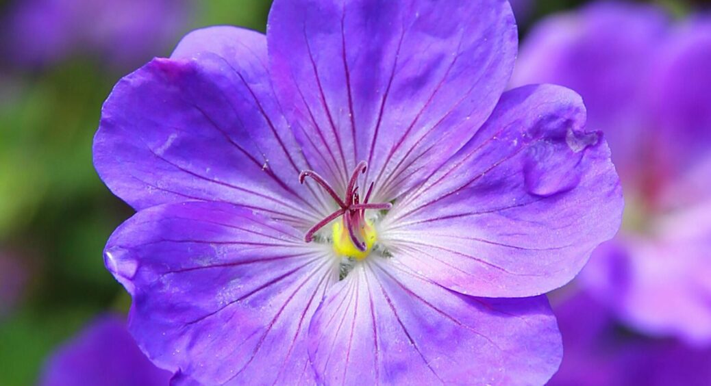 Слухала свекруху – і фіалка зацвіла “райськими квітами”: 1 скляночка під корінь, а потім милуйтесь бутонами 