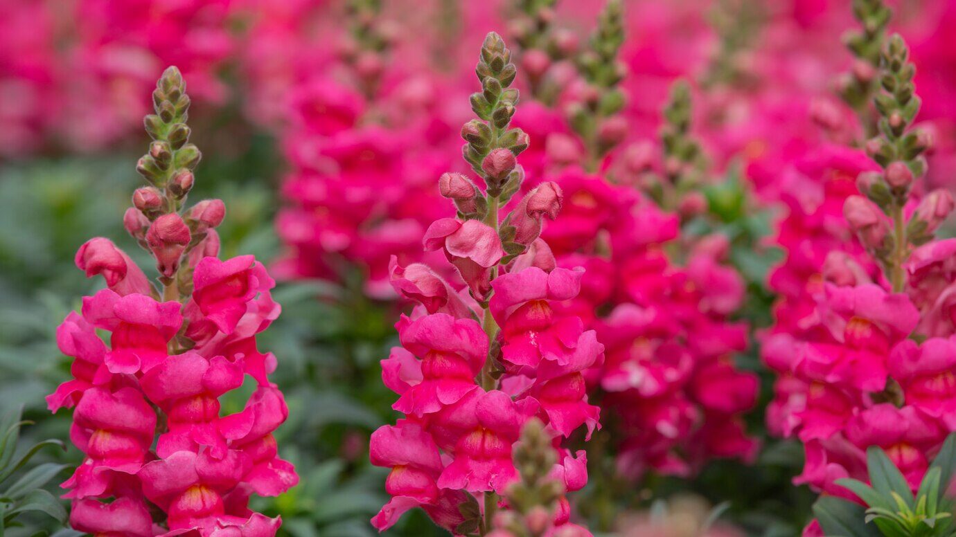 Садівники назвали 3 основних секрети догляду за багаторічниками