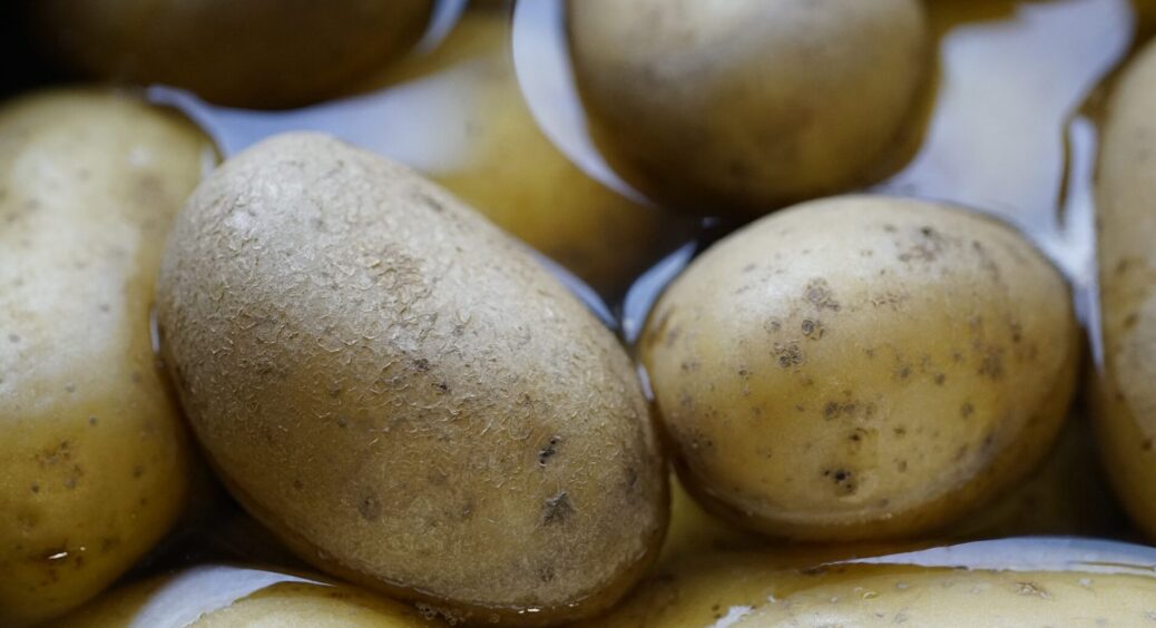 Зварили картоплю – відвар залишили в окремій банці: ніколи не виливаю воду, бо вона – №1 на моїй ділянці 