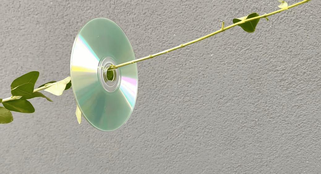 У шафі знайшла 1 коробку дисків – і це скарб! Всьому селу показала, і вам покажу, як їх використати на дачі 