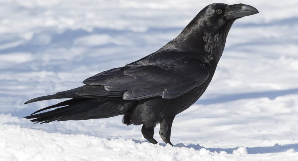 79-річна бабуся розповіла, що означає, якщо 4 грудня ви побачили ворону: важлива народна прикмета 