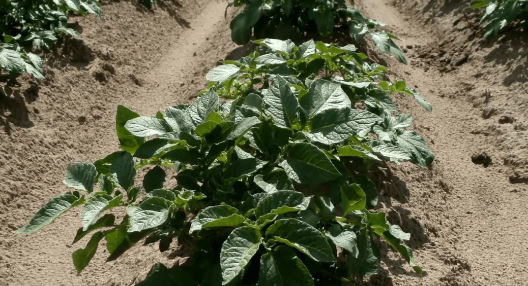 Золоте правило бабусі: перед тим як кидати в лунку картоплю, кладе 4 шт “цього” – врожай вдвічі більший! 