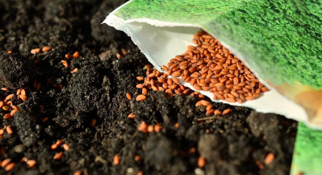 В коробках з-під взуття завжди лежить ця “штучка”: я її не викидаю, бо вона для насіння – справжній скарб 