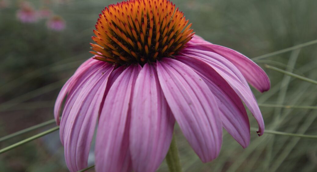 Вже січень “на носі”, встигніть посадити ехінацею: незамінна рослина для імунітету – секрети вирощування 