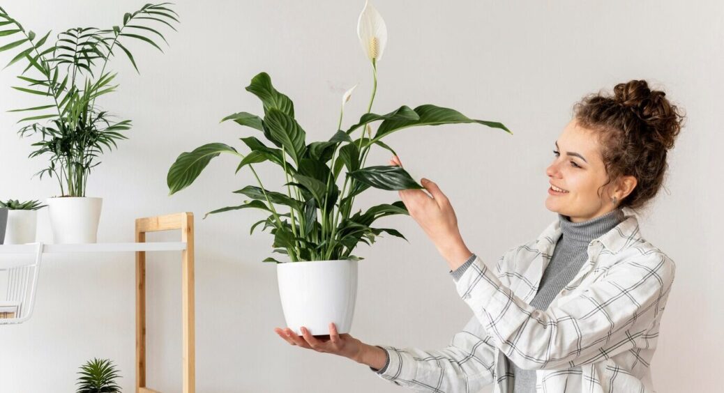 Якщо спатифілум “захирів”: на 1 л води 4 краплі “цього”, і рослина забуяє з новою силою – метод бабці працює 